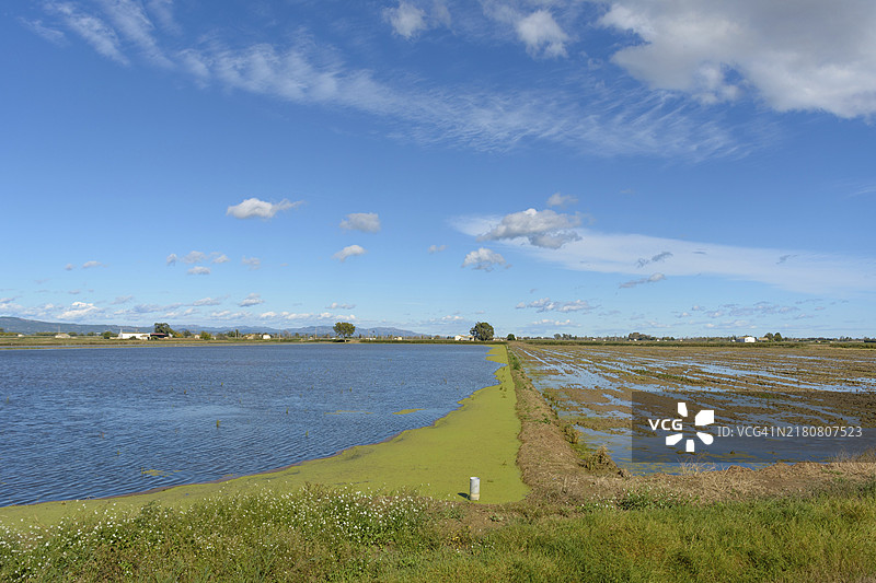 平静的乡村景色：蓝色天空下被淹没的田野，蓬松的云朵，位于西班牙加泰罗尼亚塔拉戈纳埃布罗三角洲图片素材