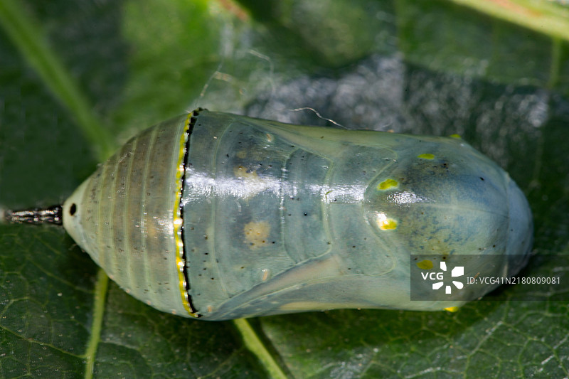 帝王蝶蛹躺在绿叶上图片素材