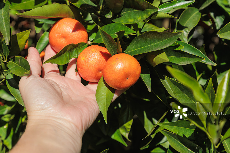 人手从树枝上摘下生的成熟柑橘图片素材