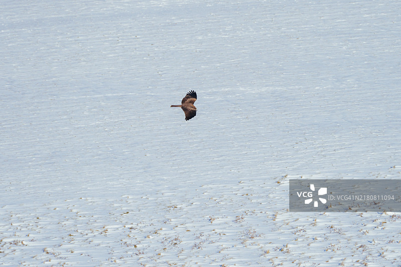 老鹰在寒冷的冬日里翱翔于白雪皑皑的景色之上图片素材