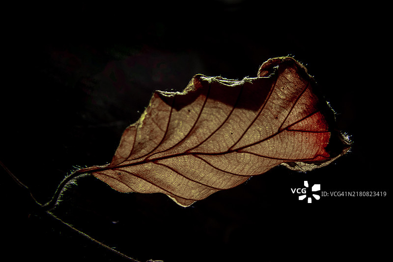 三色山毛榉树的干叶图片素材