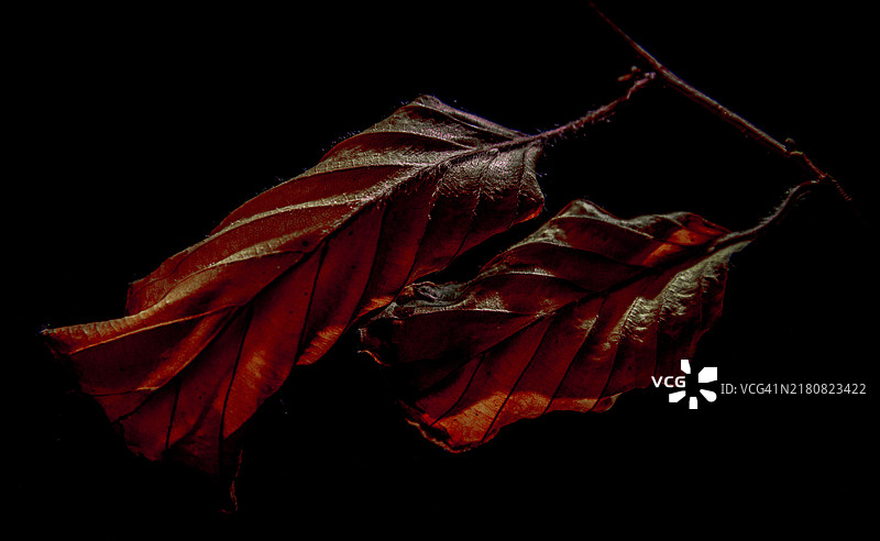 两片三色山毛榉树的干叶图片素材