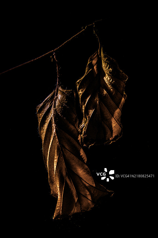 两片三色山毛榉树的干叶图片素材