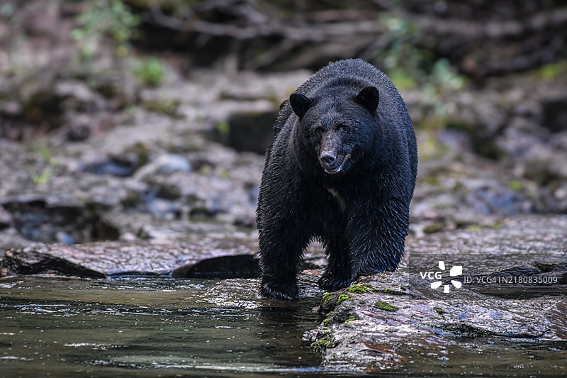 加拿大不列颠哥伦比亚省河边钓鱼的黑熊特写图片素材