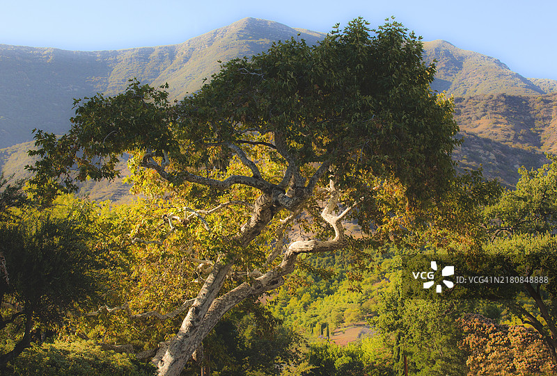 加利福尼亚州奥海市中心的巨型桉树图片素材