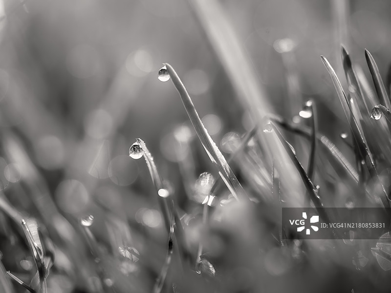 单色雨滴落在草坪上图片素材