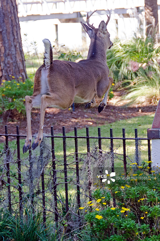 年轻的白尾鹿跳过栅栏图片素材