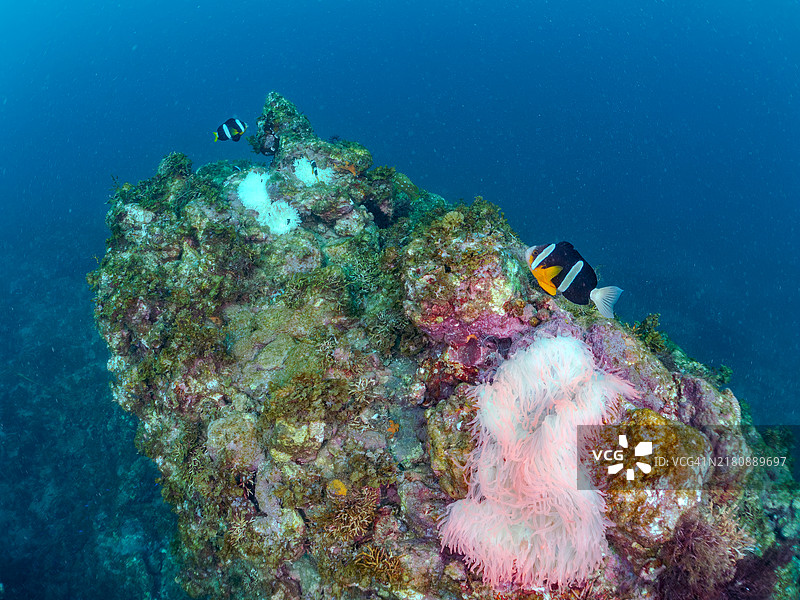 一群可爱的黄尾小丑鱼（Amphiprion clarkii）、三点小丑鱼（Dascyllus trimaculatus）及其他鱼类在美丽的海葵中游弋。图片素材