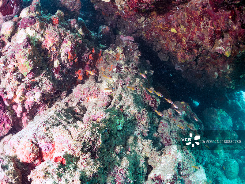 美丽的南方橙线天竺鲷和其他幼鱼图片素材