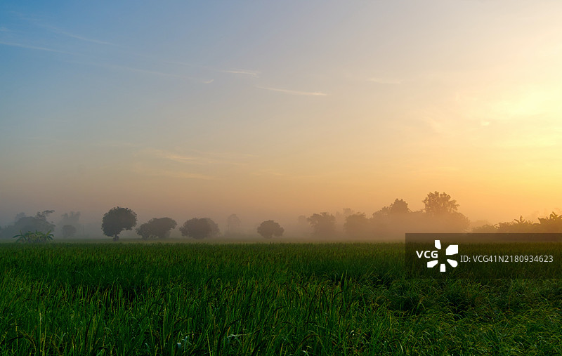 薄雾笼罩的稻田与树木剪影图片素材