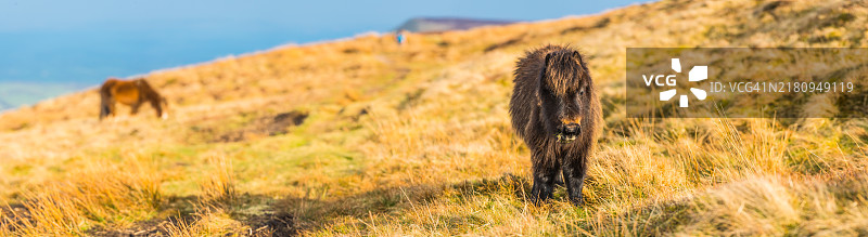 在多草山脊全景上吃草的野马驹图片素材