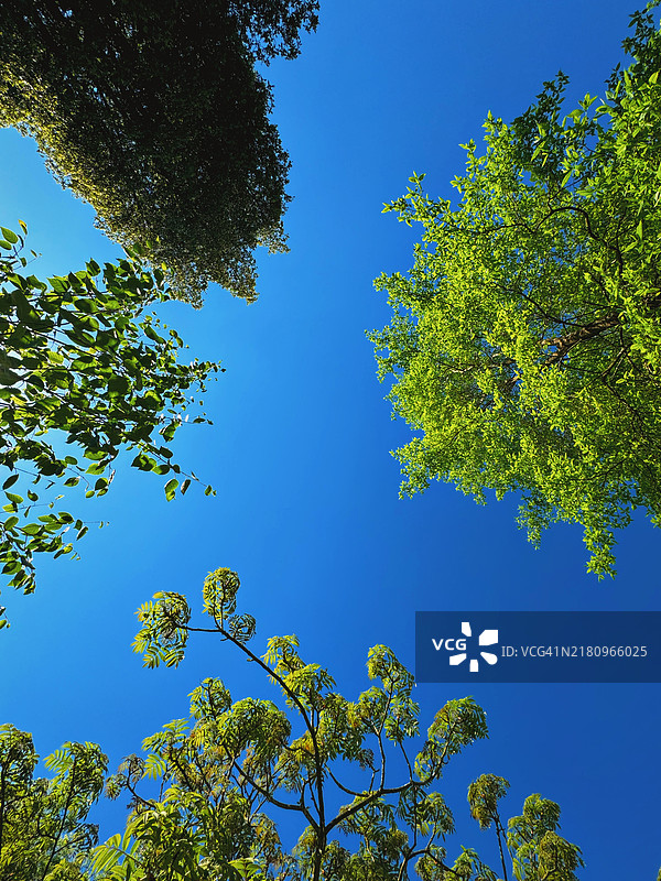 夏季仰望绿树蓝天图片素材
