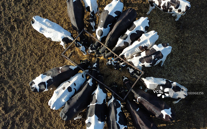 牛在饲槽里吃草图片素材