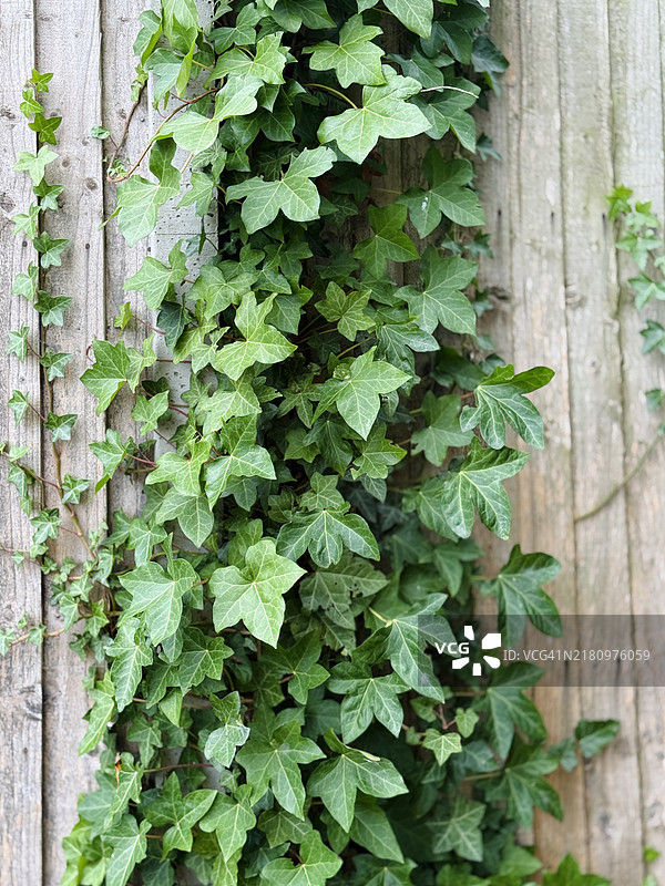 攀爬在栅栏上的普通常春藤图片素材
