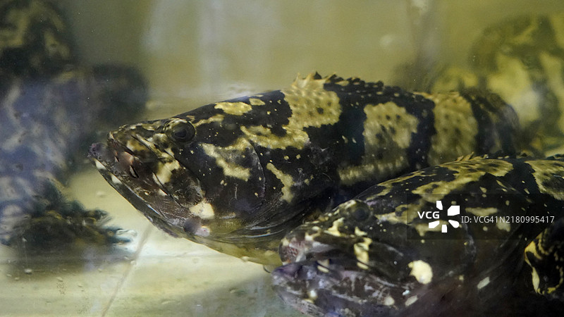 海鲜市场石斑鱼图片素材