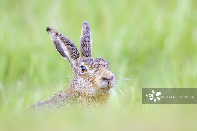 欧洲野兔图片素材