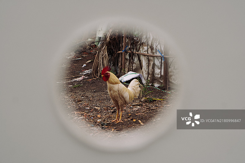 透过一个洞看到的白色公鸡图片素材