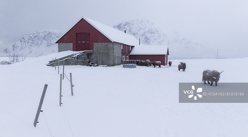 挪威洛福滕群岛弗拉克斯塔德的高地牛图片素材