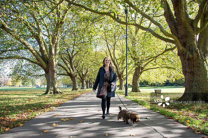 可爱的哈瓦那小狗和女主人图片素材