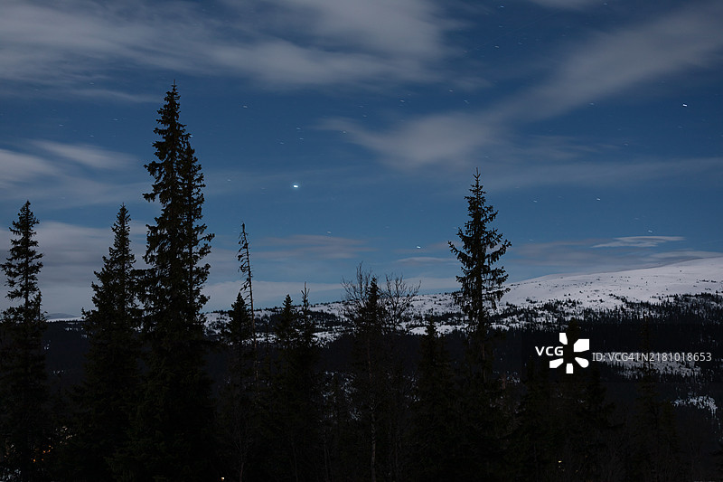 雪山背景下的冷杉树剪影。图片素材