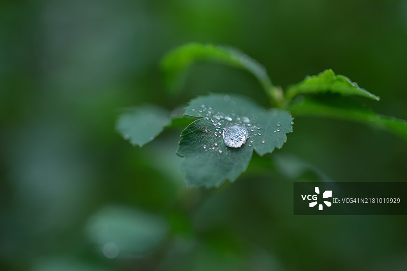 叶子上的雨滴特写图片素材
