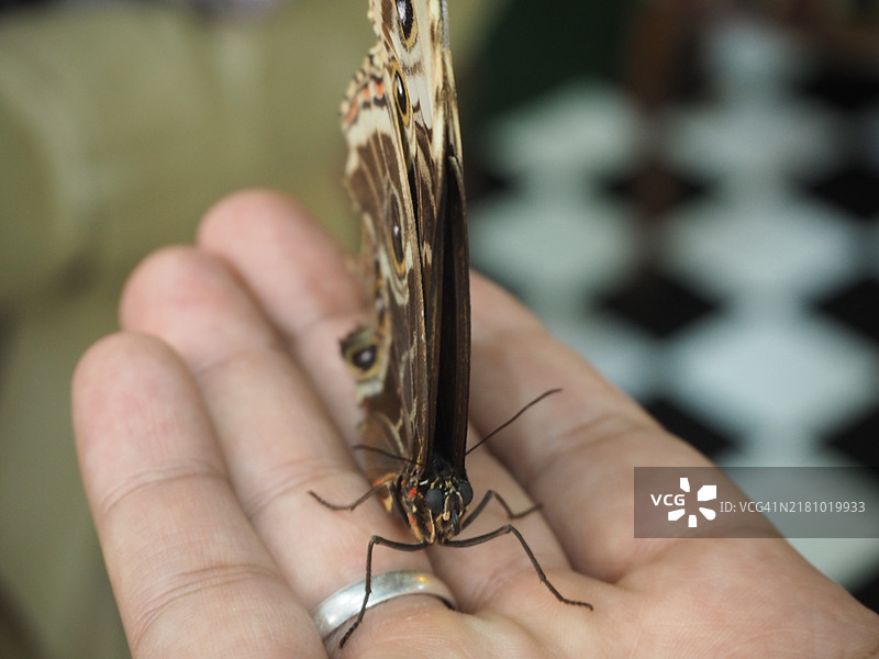 手握昆虫，波兰图片素材