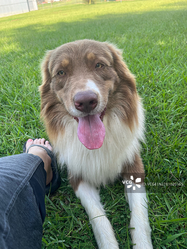 阿拉巴马州，美国，纯种澳大利亚牧羊犬与男子的下半身在田野上。图片素材