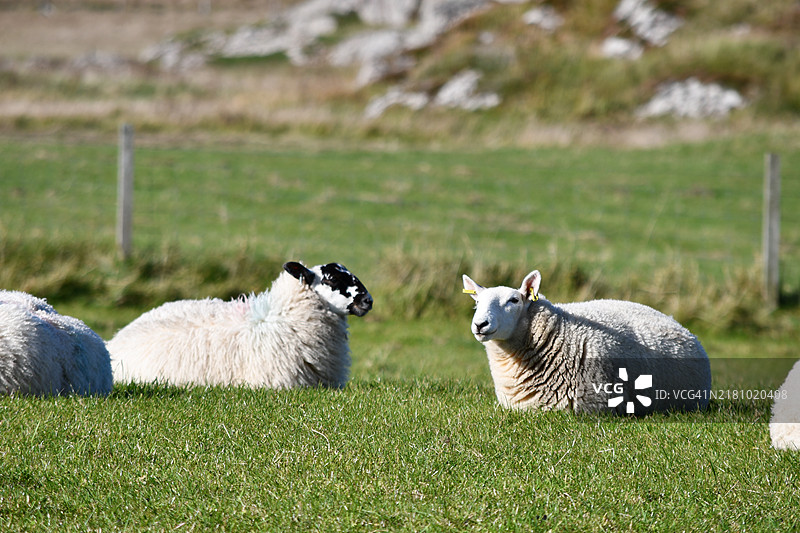 田野上的羊肖像图片素材
