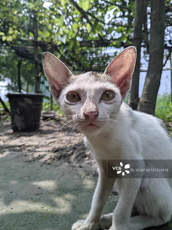 猫的特写肖像，纽约州埃尔姆赫斯特，美国图片素材