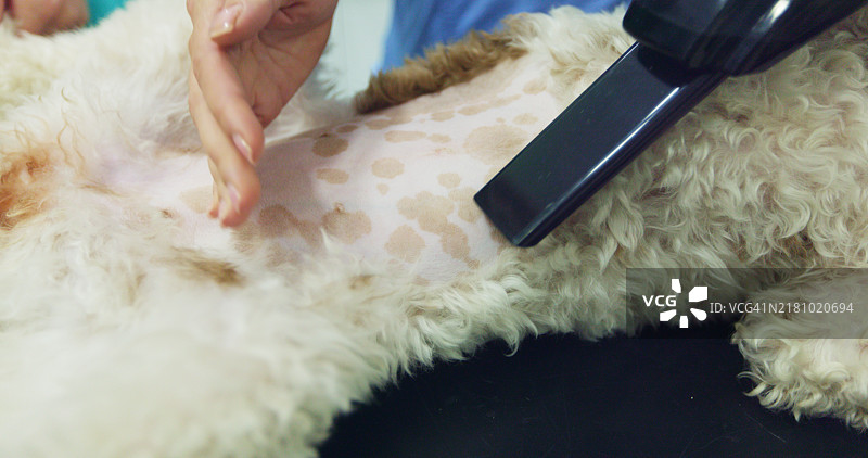 为狗狗准备阉割手术图片素材