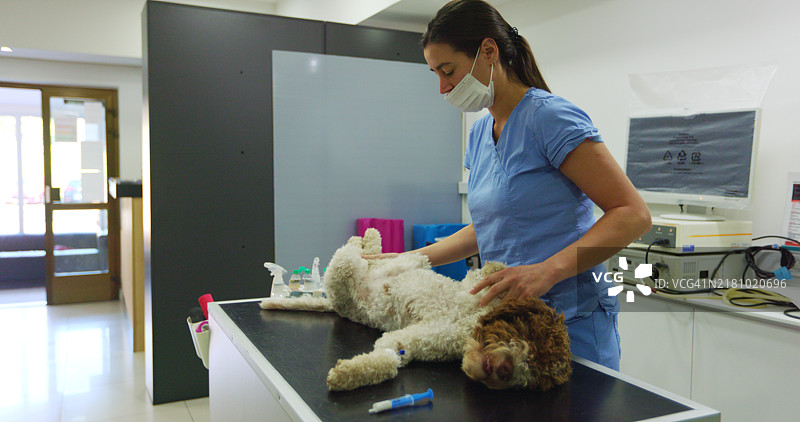 为狗狗准备阉割手术图片素材