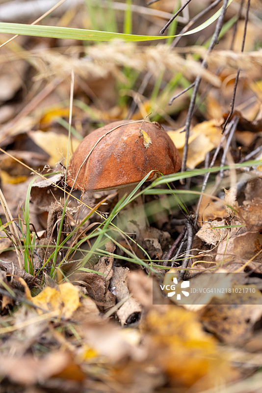 秋季森林中的野生蘑菇波多西诺维克或白蘑菇图片素材