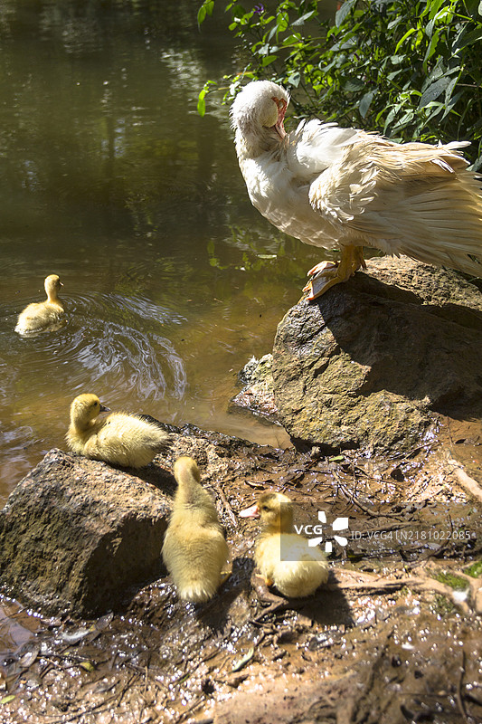 高角度视图的鸭子在湖中游泳图片素材