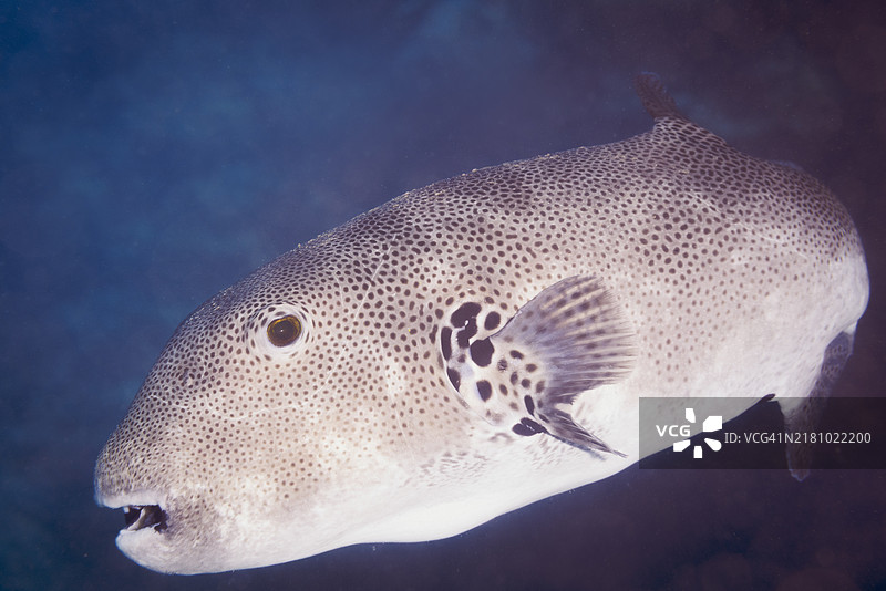 近距离拍摄的海葵鱼在海底游动图片素材