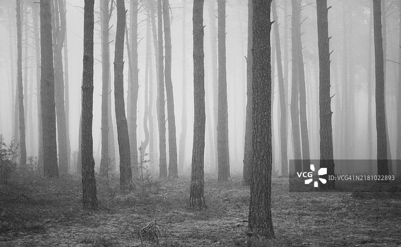 森林中的树木图片素材