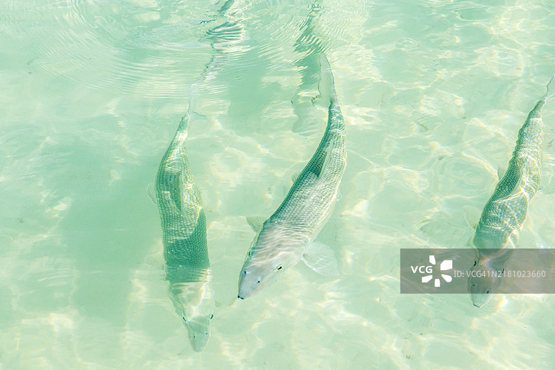 海中游动的鲨鱼特写图片素材