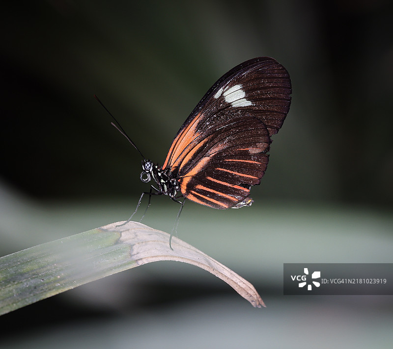 德克萨斯州，美国，蝴蝶特写镜头图片素材