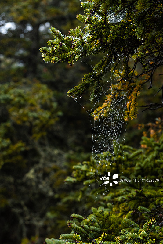 蜘蛛在网上的特写，巴港，缅因州，美国图片素材