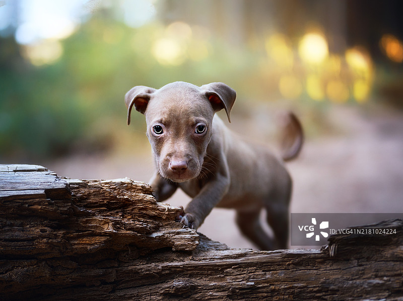 小狗的特写肖像图片素材