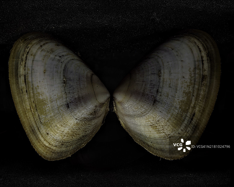 黑色背景下的海螺特写图片素材