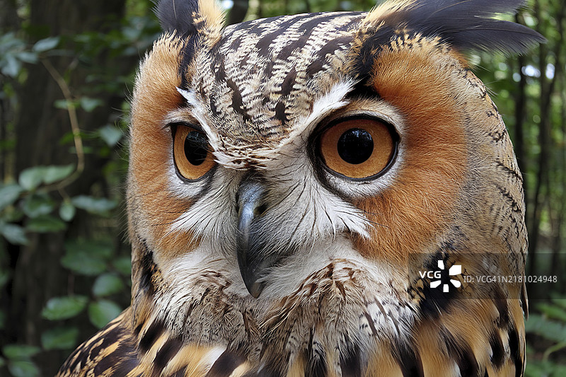 一只猫头鹰的特写，拥有引人注目的橙色眼睛和复杂的羽毛图案图片素材