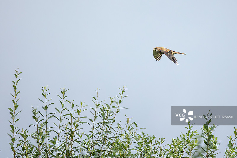 低角度视图的红色猛禽在晴朗的天空中飞翔图片素材