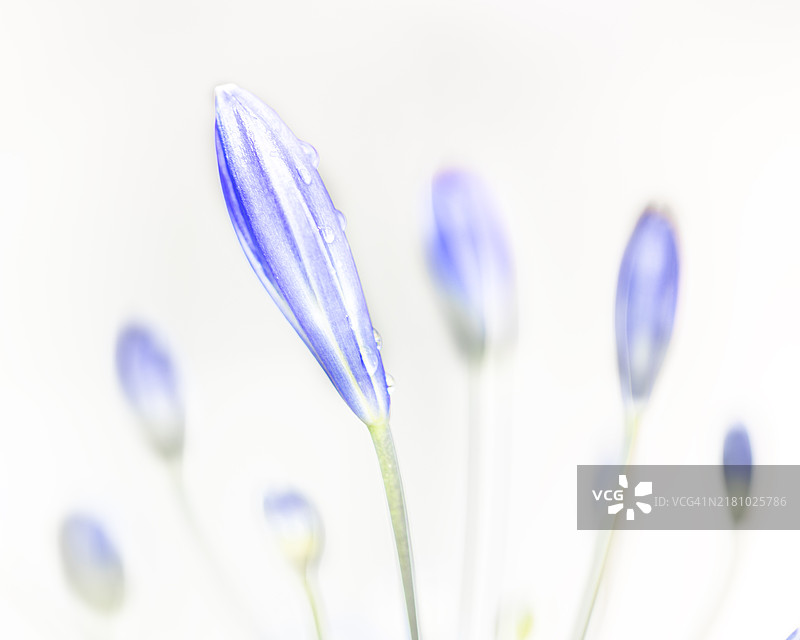 紫色番红花的特写镜头图片素材