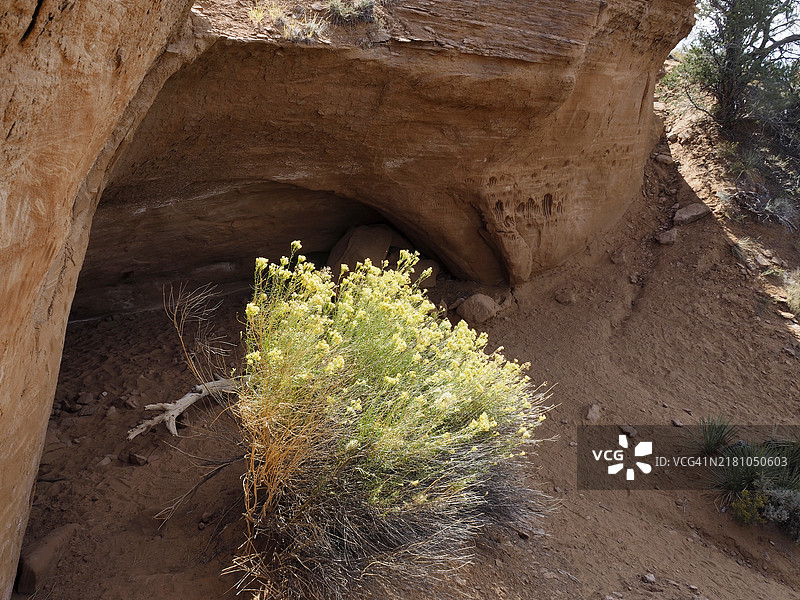 犹他州科达克罗姆盆地州立公园“印第安洞穴”砂岩墙上的手印图片素材