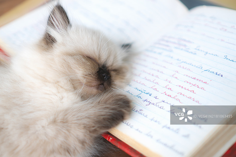 小猫在带有彩色手写笔记的笔记本上睡觉图片素材