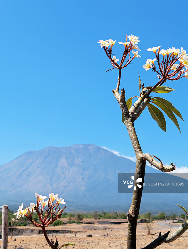 观赏阿贡火山和鸡蛋花图片素材