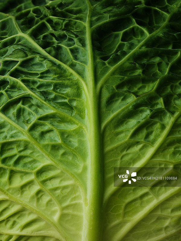 卷心菜图片素材
