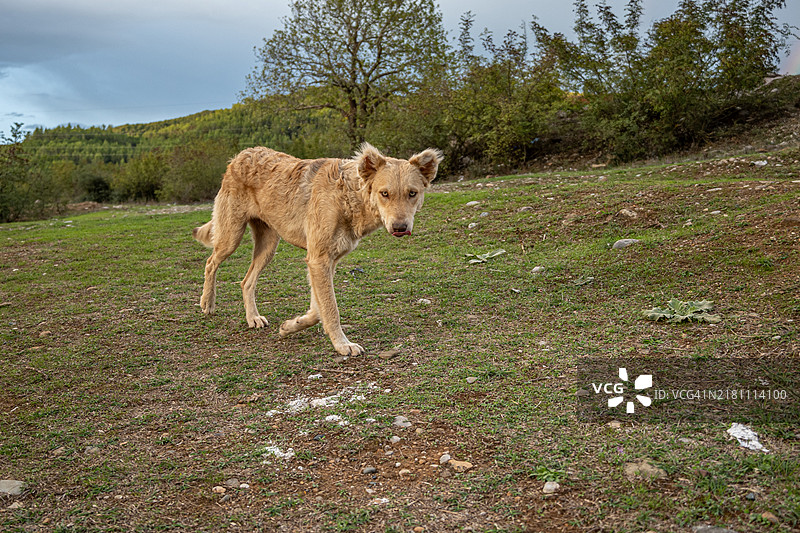 流浪狗图片素材