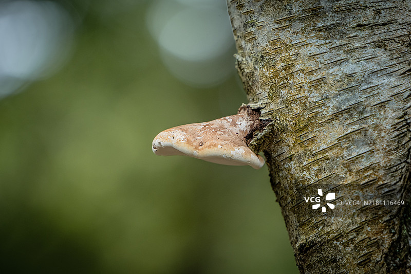 火把菌图片素材