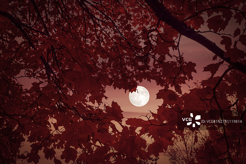 日落时分的满月、红色秋叶和树枝图片素材